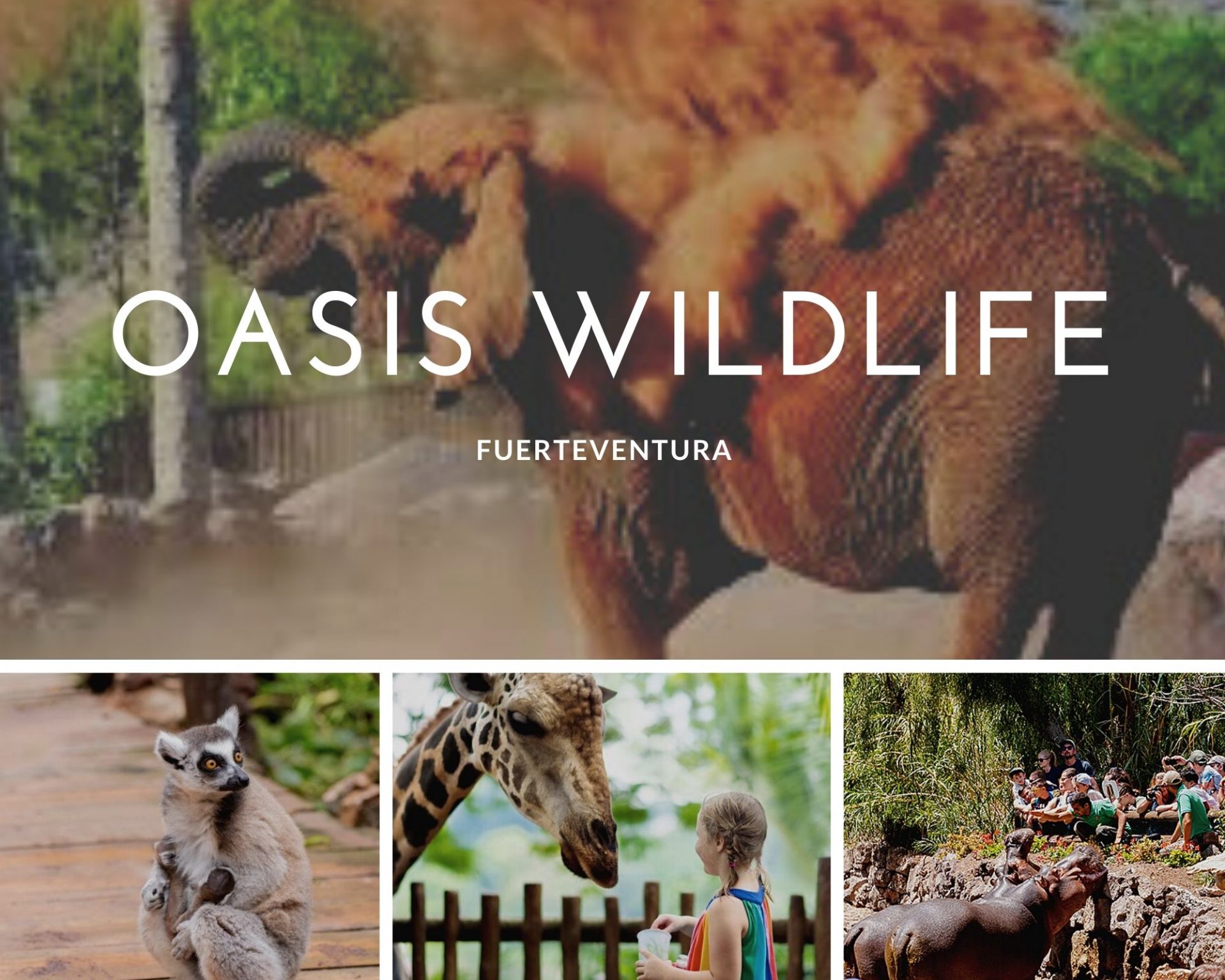 wildlife oasis tour