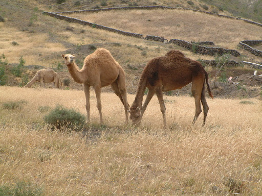 El camello en Lanzarote